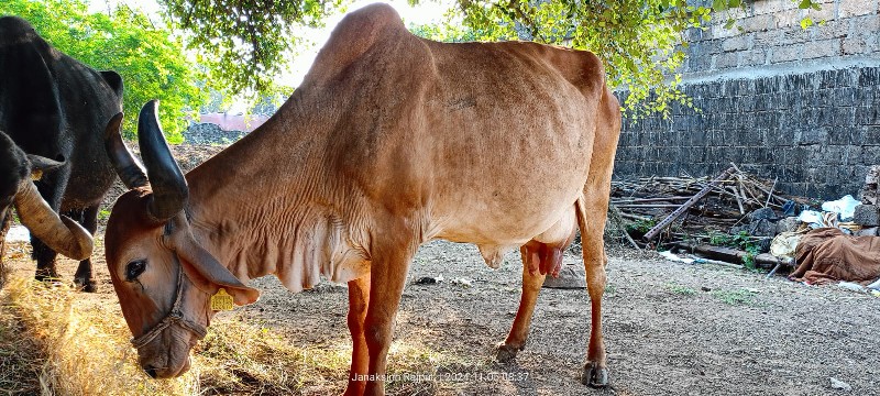 ગાય વેશવા ની સે