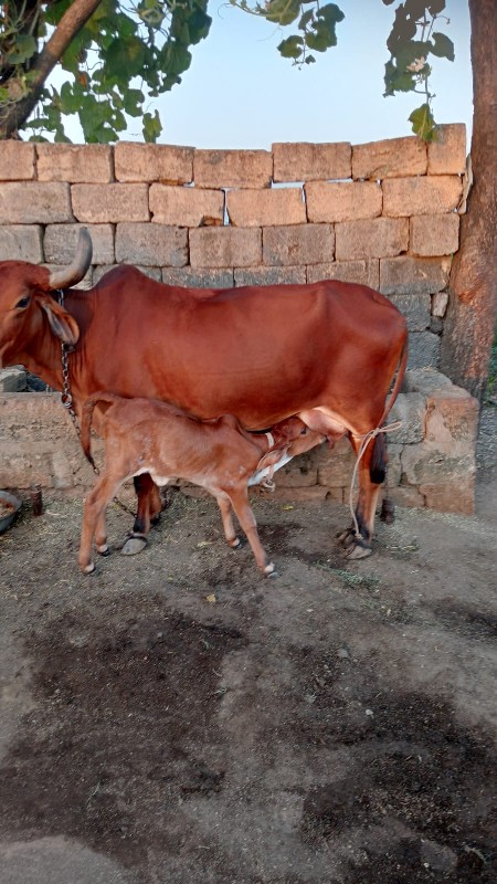 દેશી ગાય છે.