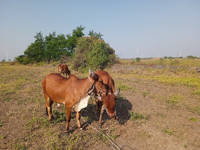 ગોરીયા ગોઢલા 1વ...