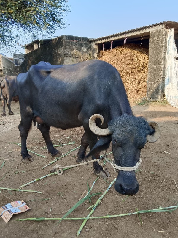 બીજું વેતરની ભે...