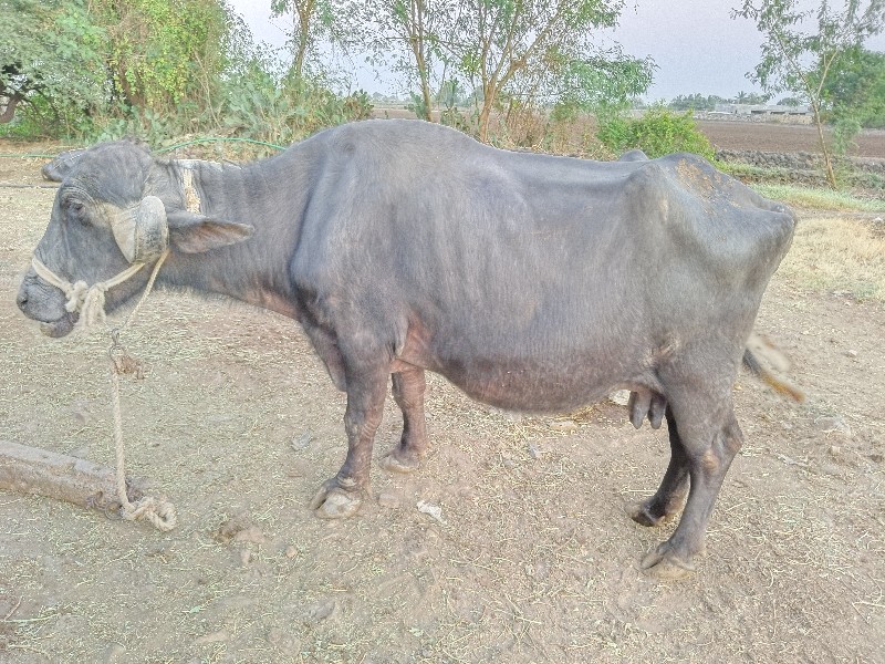 ભેંસ વેચવાની છે