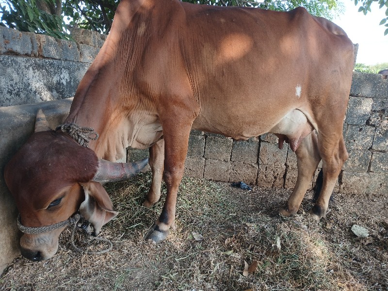 ગાય વેચવાની છે