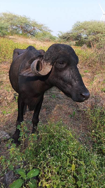 ખડેલી વેચવાની છ...