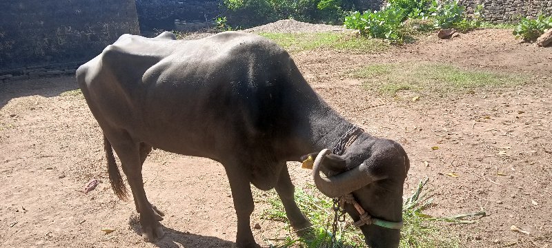 ભેંસ વેચવાની સે