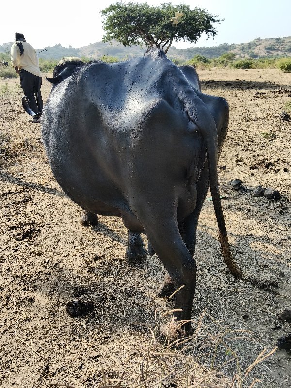 ભેંસ વેચવાની છે