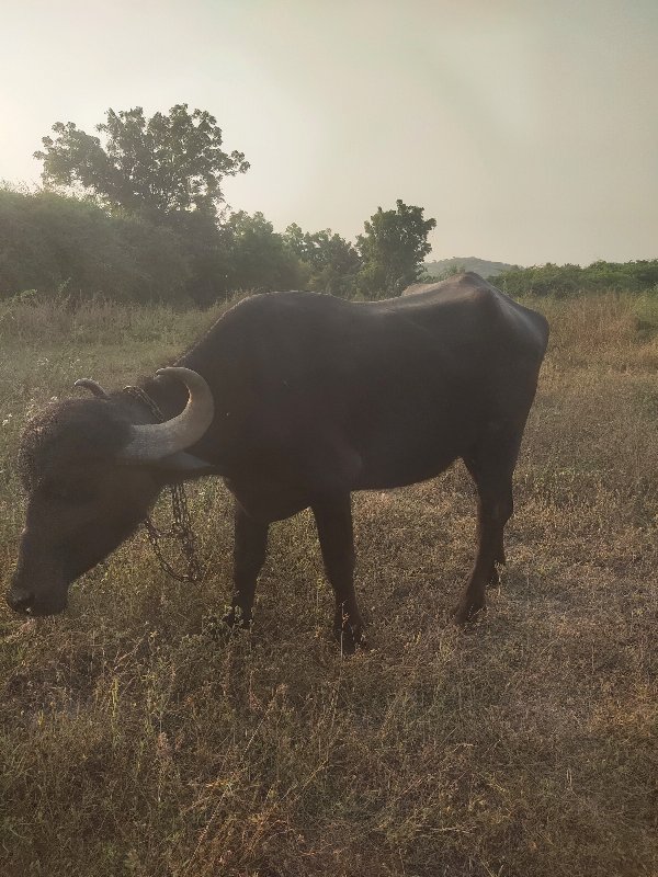 પેલું વેતર તાજી...