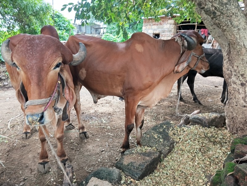 બળદ વેચવાના છે