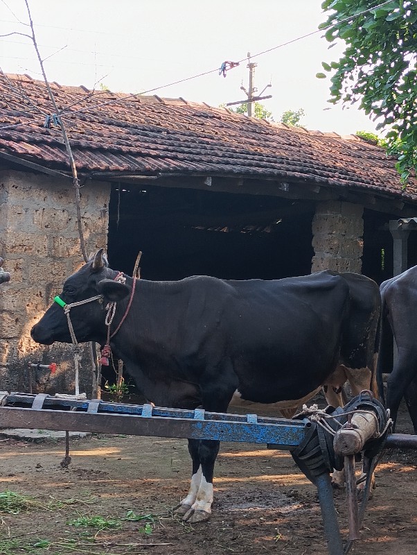 એ છબ ગાય વેચવાન...