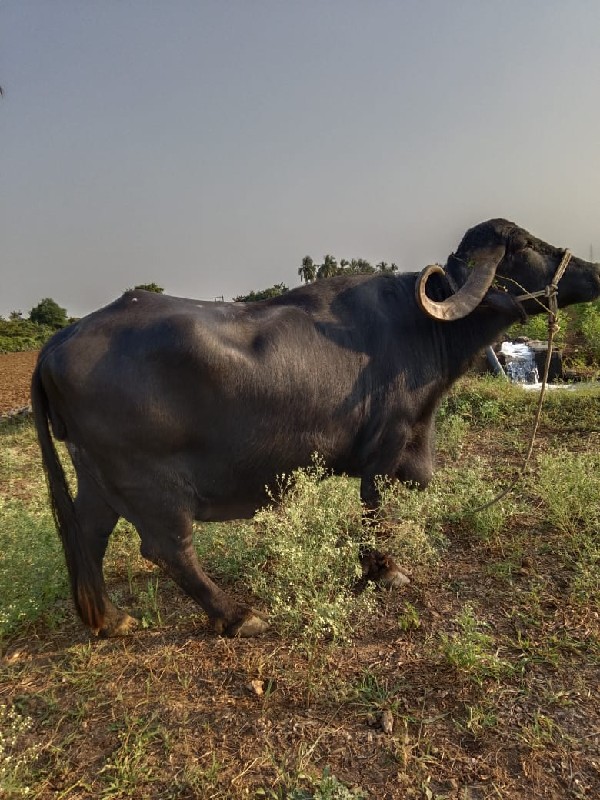 ભેંસ વેચવાની છે