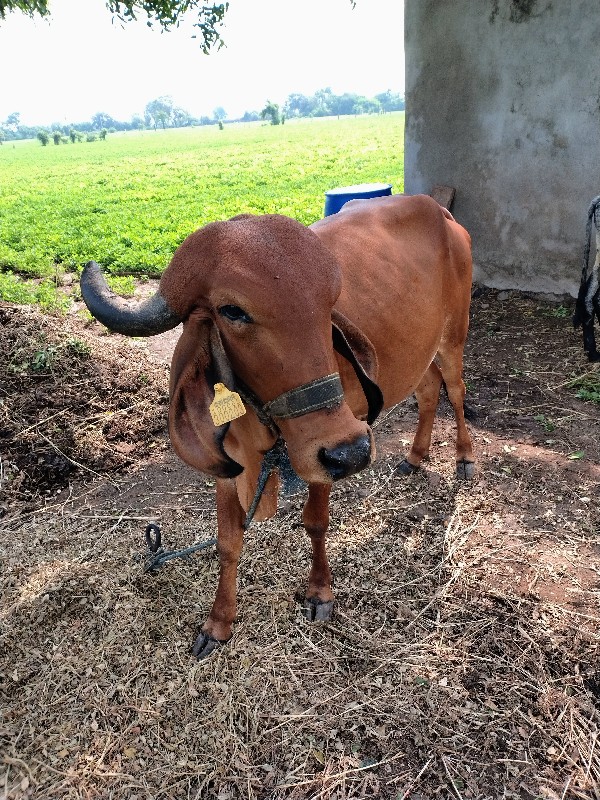 ગાય વેચવાની છે