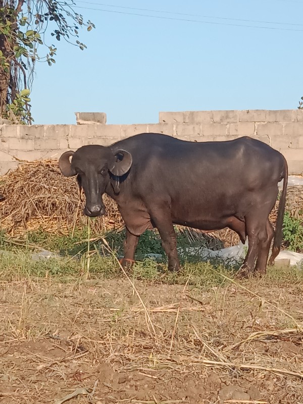 બે ભેસુ વેચવાની...