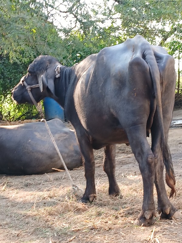 ખડેલી વેસવાની સ...