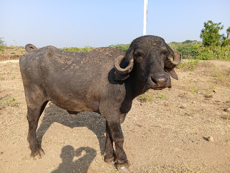 જાફરાબાદી ખડાય