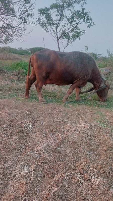 વેશવાની છે ૮ ૯...