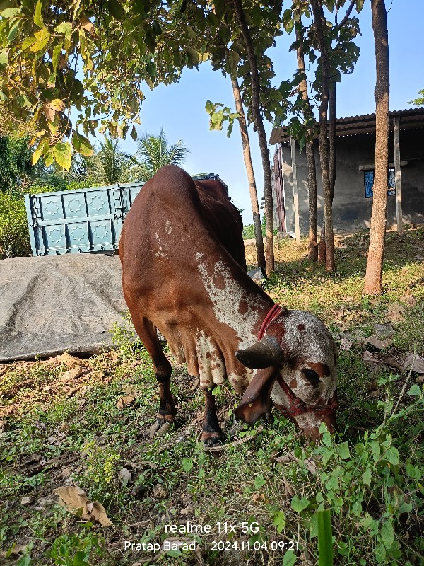 ગીર ઓડકી વેચવાન...