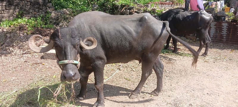 ભેંસ વેચવાની સે