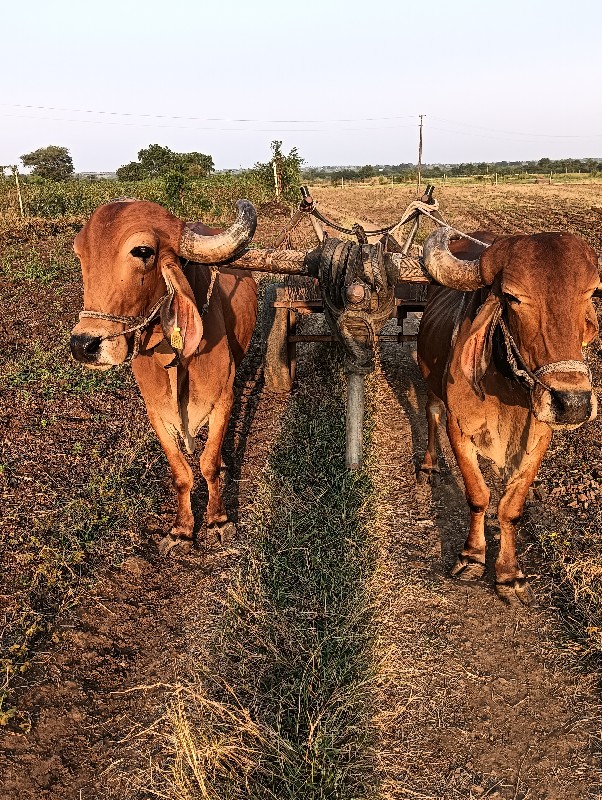 બળદ