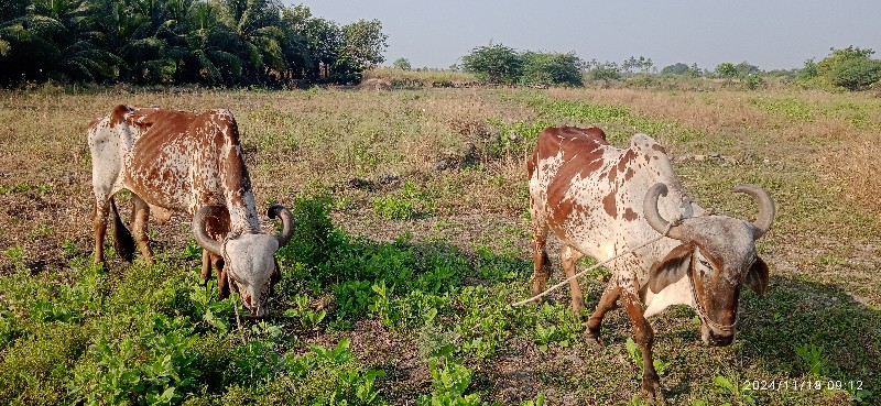 બળદવેચવાસે