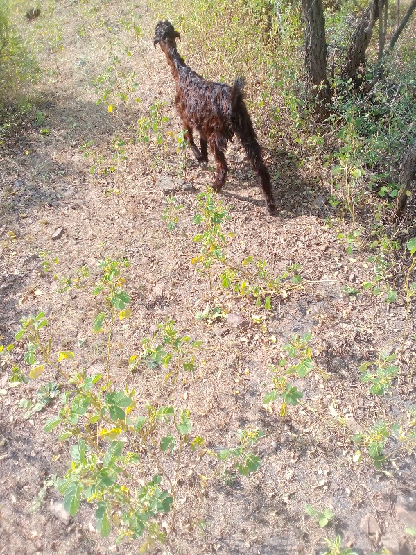 પાઠવેચવાનીછે