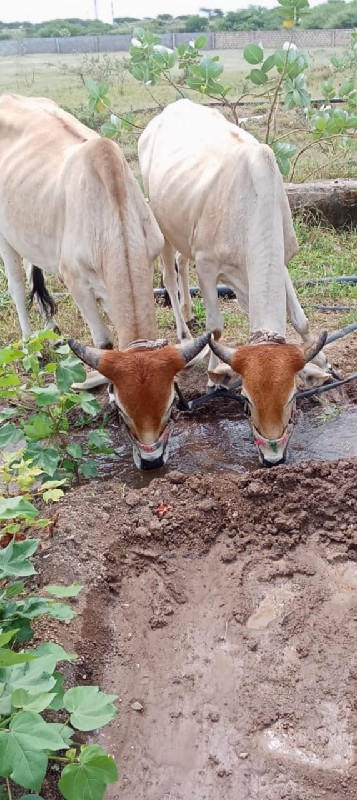 હાલતા છે સાવ સો...