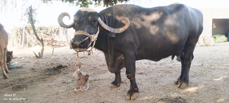 ભેંસ વેચવાની છે