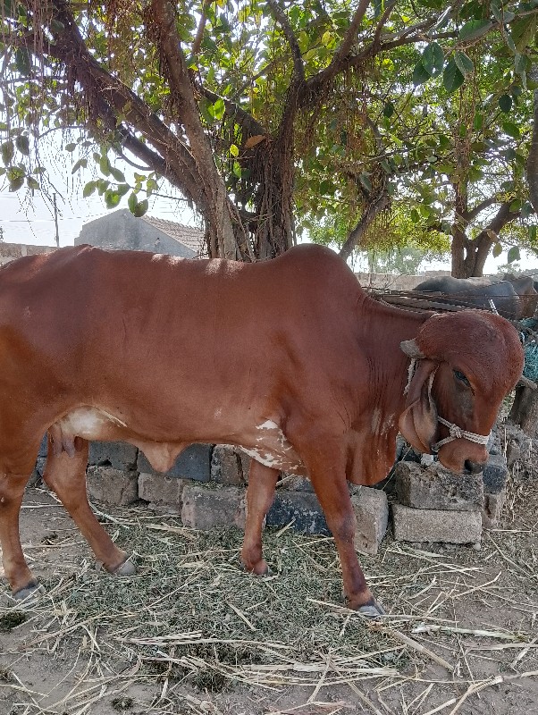 ગીર ગાય વેચવાની...