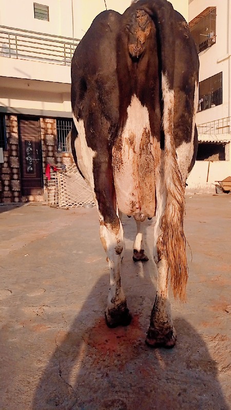 જર્સી કારિ ગાય...