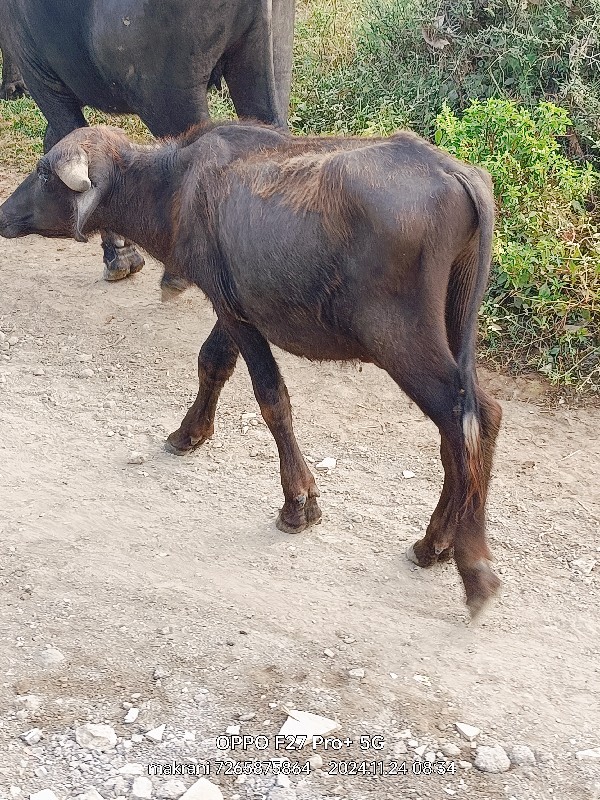 ખડાય વેચવાની છે