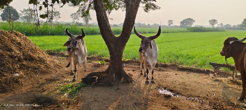 બળદ વેચવાના છે...