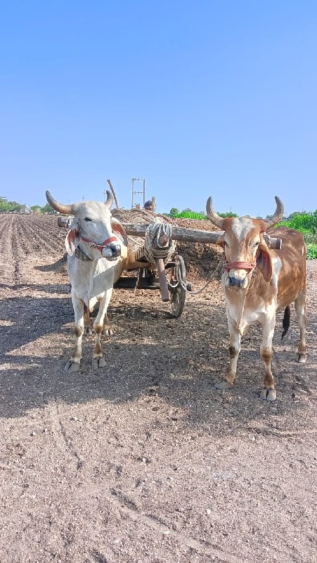 બળદ વેચવાના છે