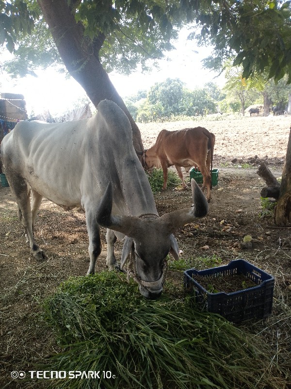 બળદ વેચવાના છે