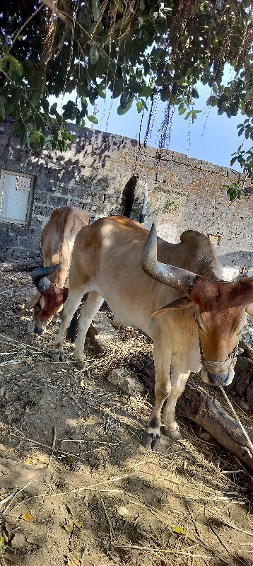 બળદ વેચવાના છે