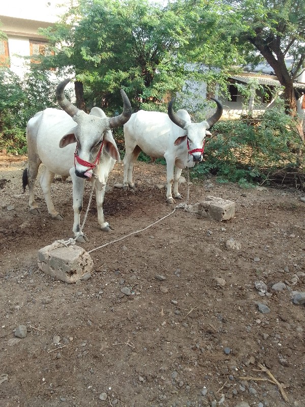 ગોઢલા વેચવાના છ...