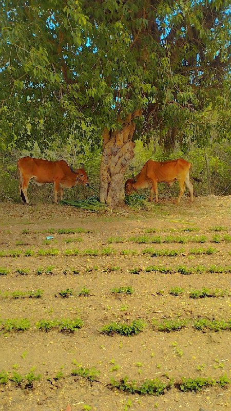 બળદ વેચવાના છે