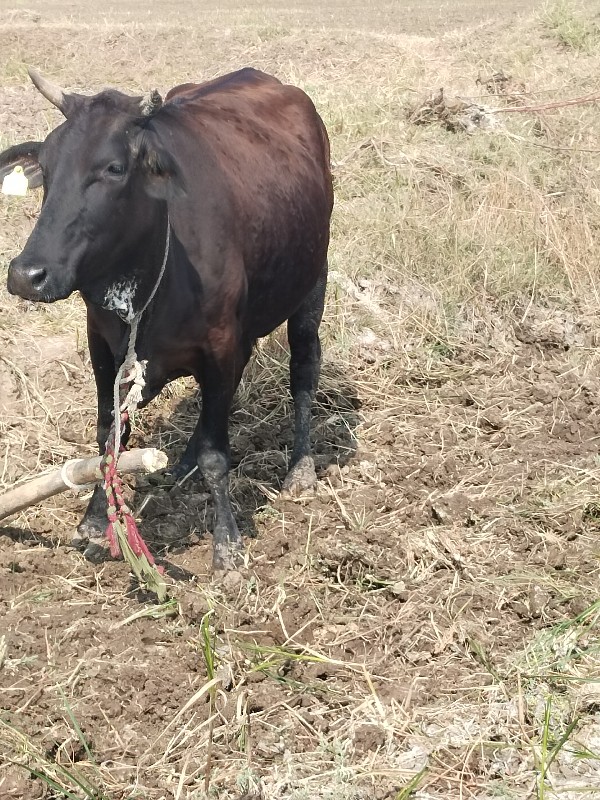 8.25 ગાભન