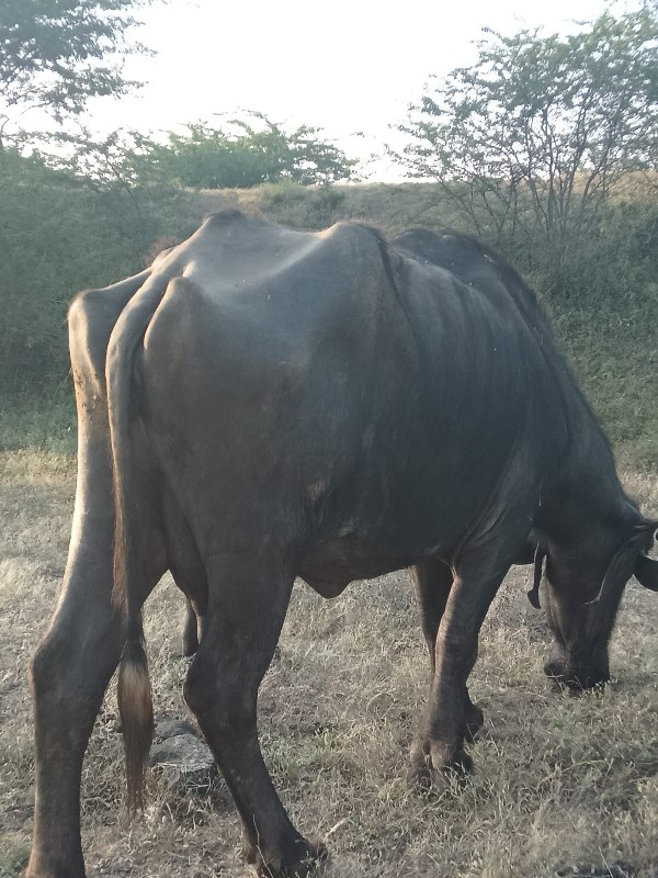 ભેંસ વેચવાની છે