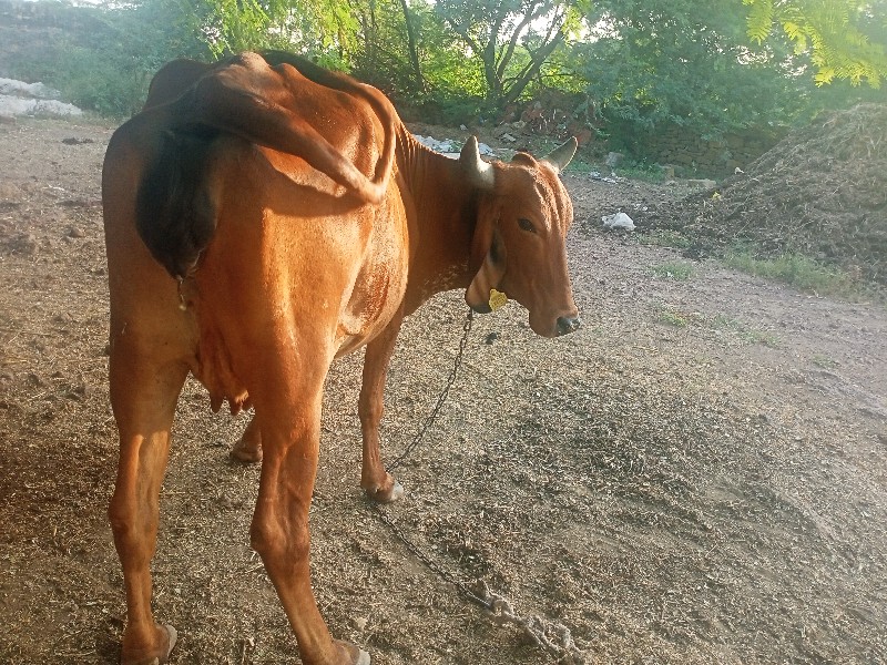 ગાય.વેચવા