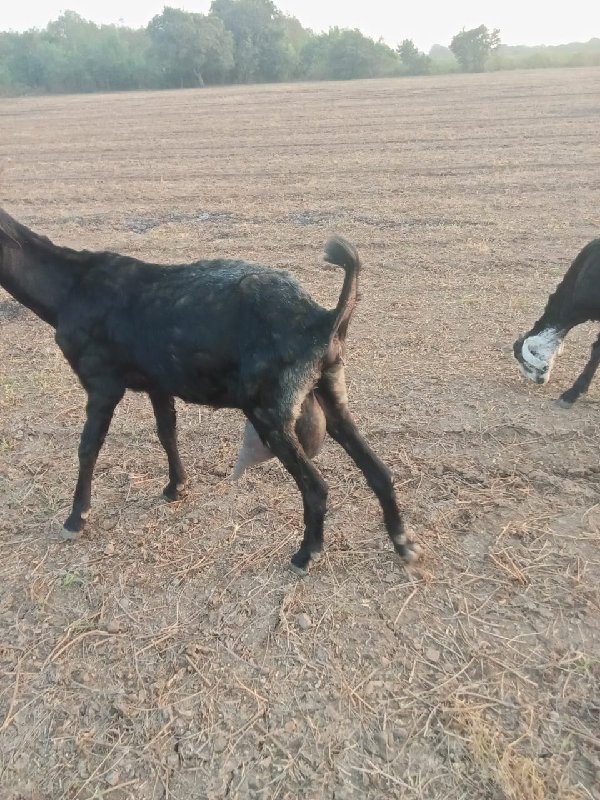 ૧૦ બકરી ગાભણી છ...