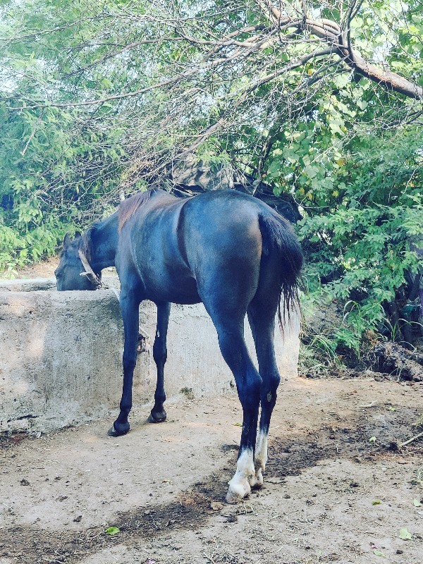 વછેરી