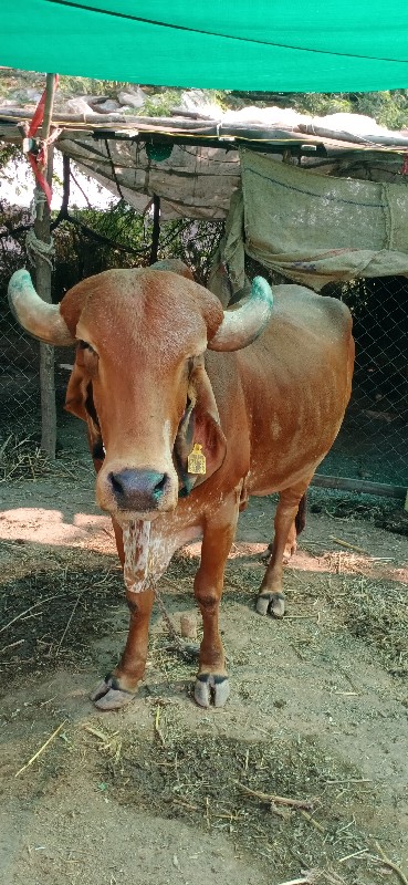 ગાય વેચવાની છે