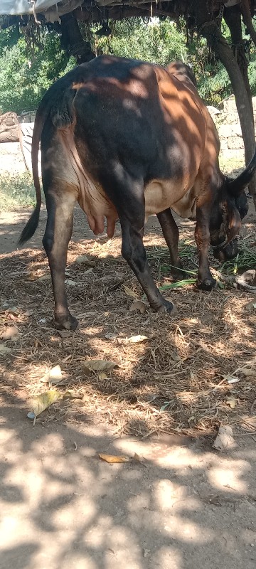 કાળી જાંબી‌ ગાય...