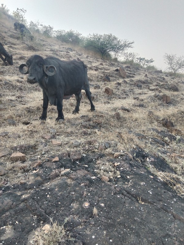 ભેસવેસવાનીછેવાણ...