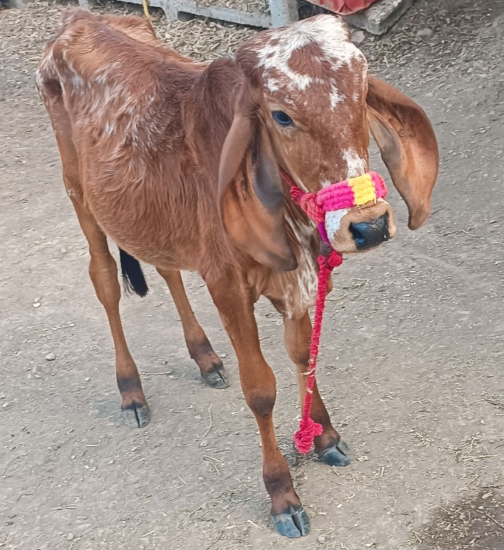 વાછડી વેચવાની છ...