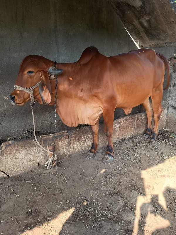 ગાય વેચવાની છે.