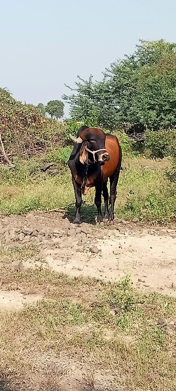 ખૂટ વેચવાનોછે