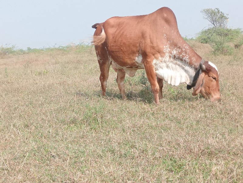 હોડકિ દેવાની સે