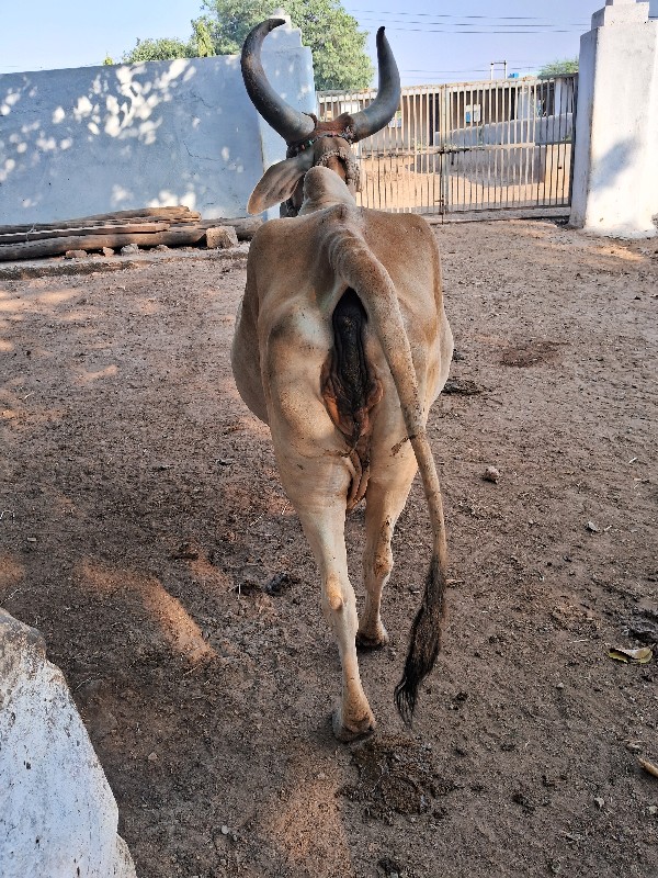 ગાય વેચવાની છે