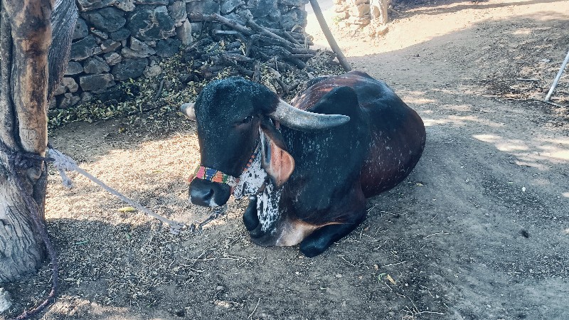 ગાય વેસવાની છે