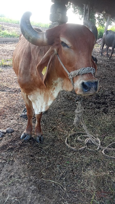 ગાય  આને ઍક વાછ...