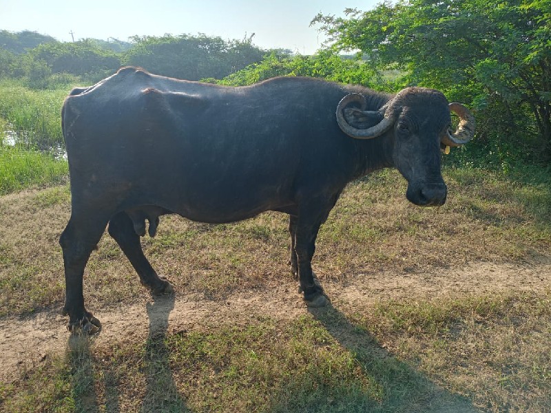 બે ના પાટોડા નથ...